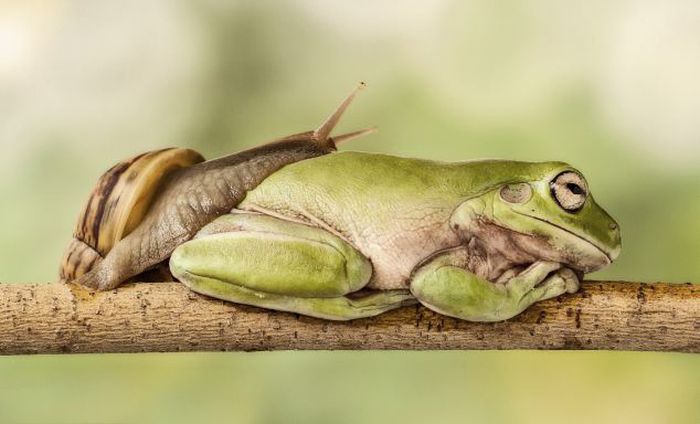 snail over the sleeping frog