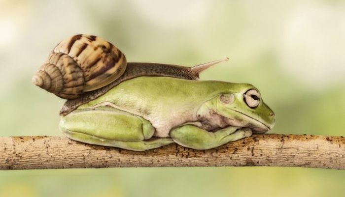 snail over the sleeping frog