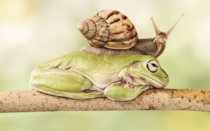 snail over the sleeping frog