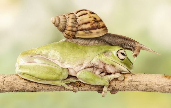 snail over the sleeping frog