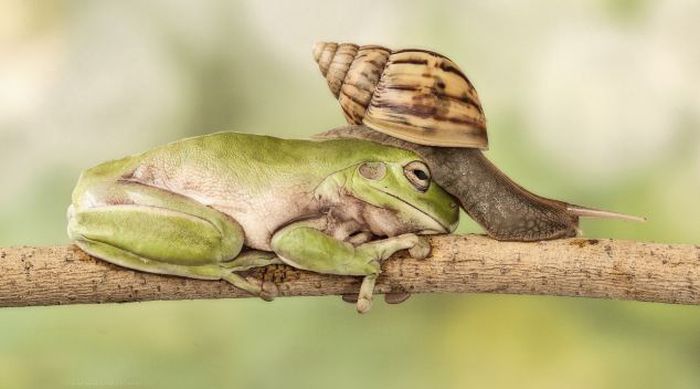 snail over the sleeping frog
