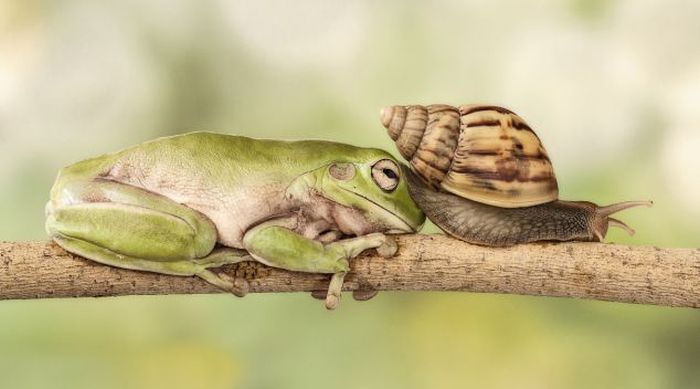 snail over the sleeping frog
