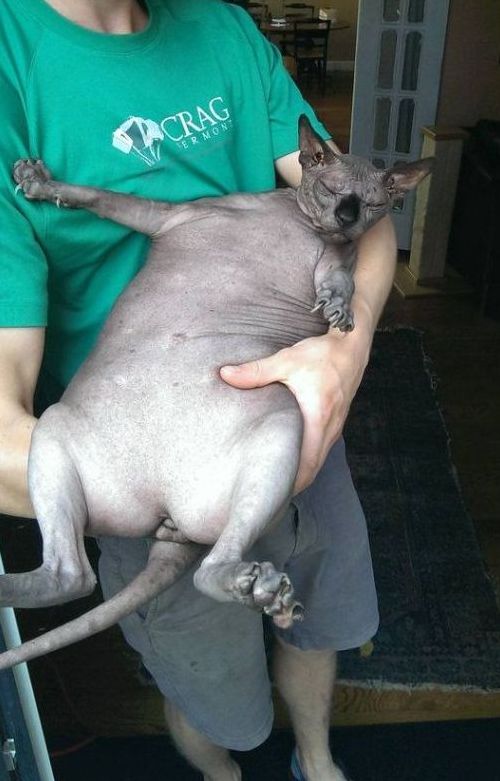 fat sphynx cat