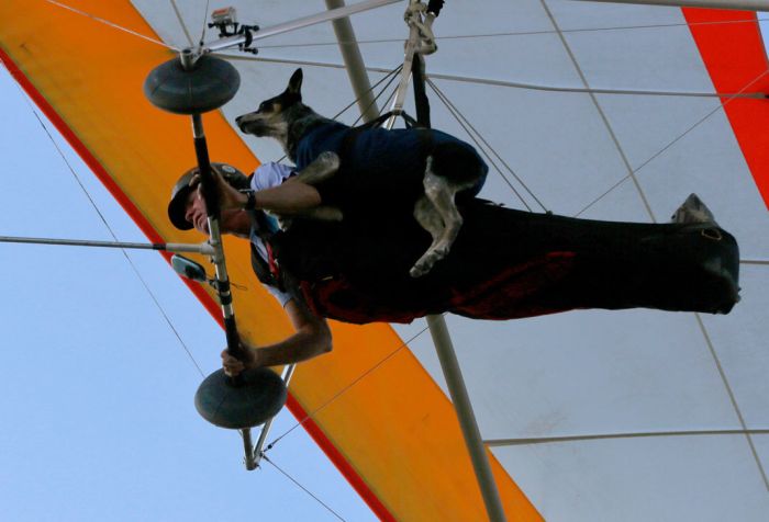 Shadow, the paragliding dog