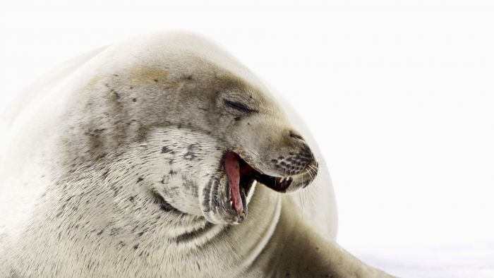 crabeater seal