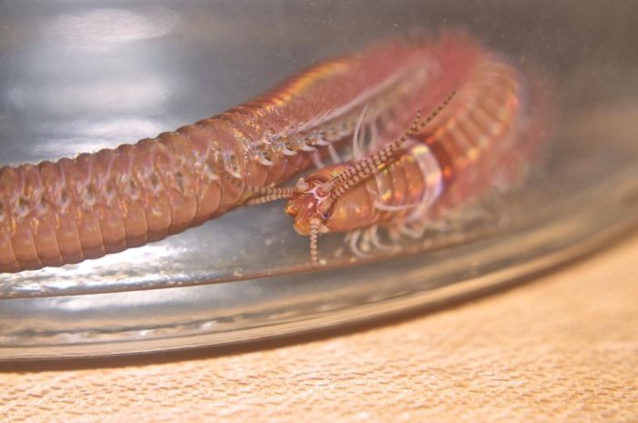 Eunice aphroditois, the Bobbit worm