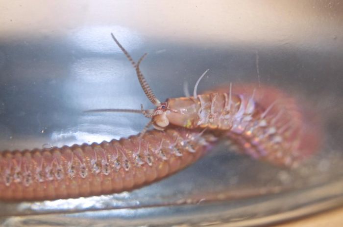 Eunice aphroditois, the Bobbit worm