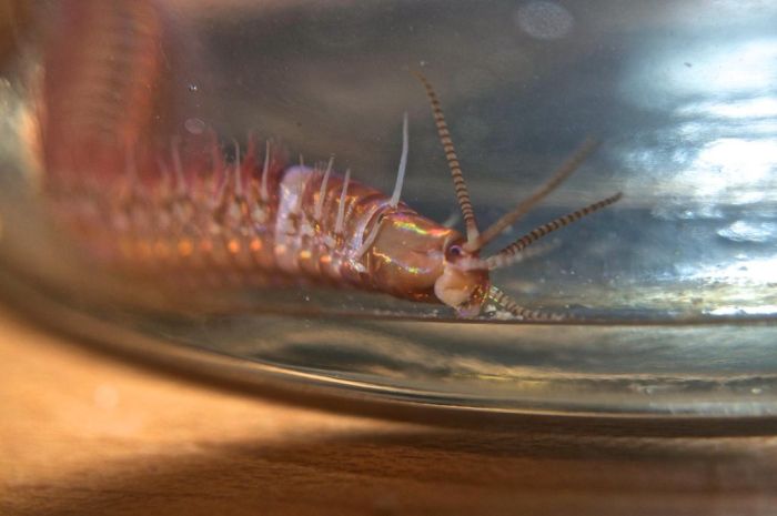 Eunice aphroditois, the Bobbit worm