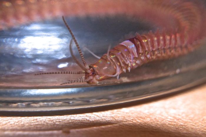 Eunice aphroditois, the Bobbit worm