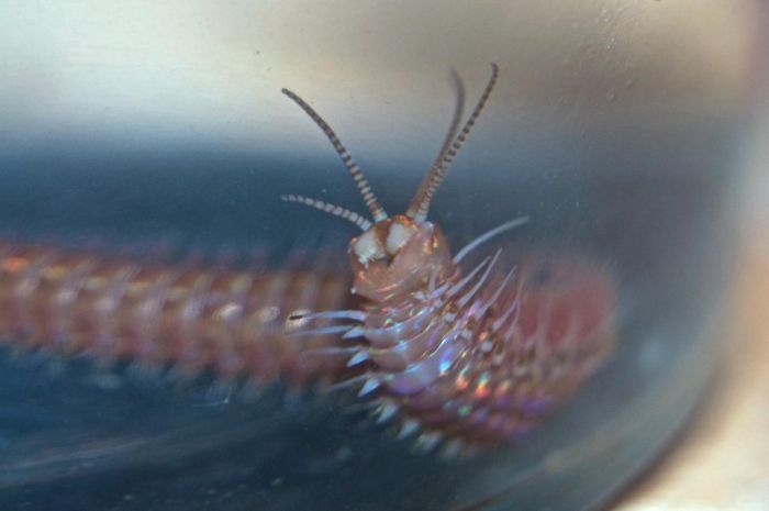 Eunice aphroditois, the Bobbit worm