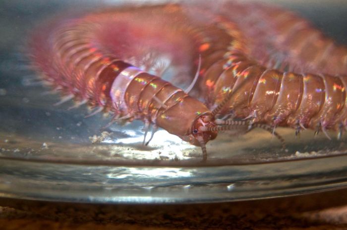 Eunice aphroditois, the Bobbit worm