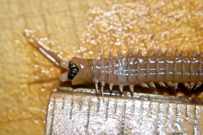Eunice aphroditois, the Bobbit worm