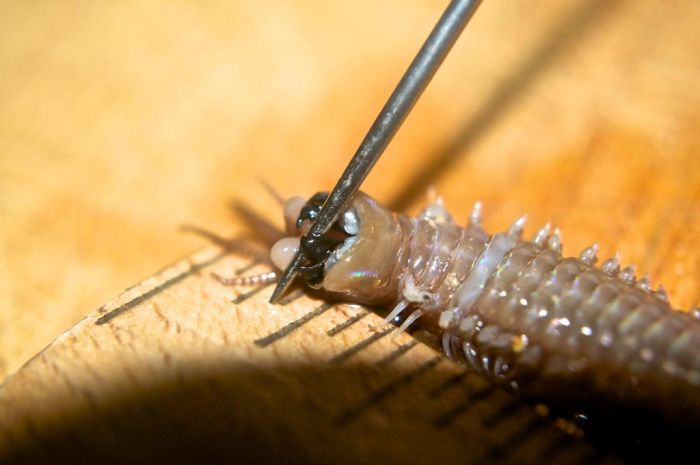 Eunice aphroditois, the Bobbit worm