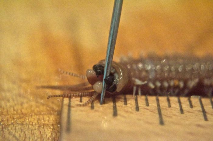 Eunice aphroditois, the Bobbit worm