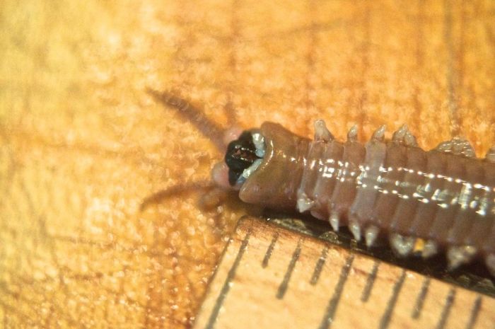 Eunice aphroditois, the Bobbit worm