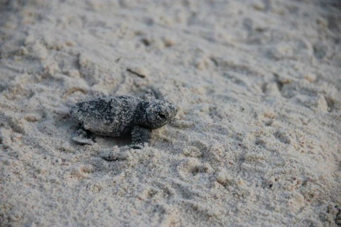loggerhead sea turtle hatchlings guided to the sea