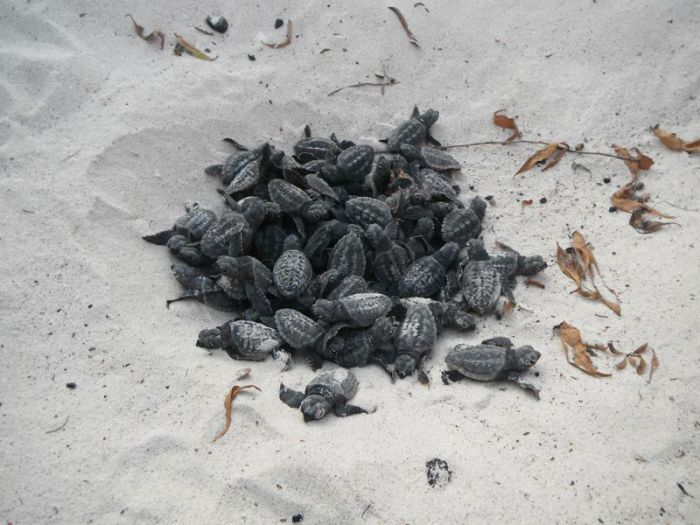 loggerhead sea turtle hatchlings guided to the sea