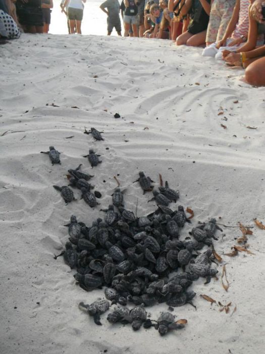 loggerhead sea turtle hatchlings guided to the sea