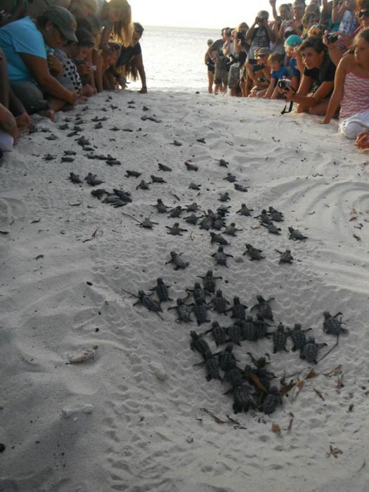 loggerhead sea turtle hatchlings guided to the sea
