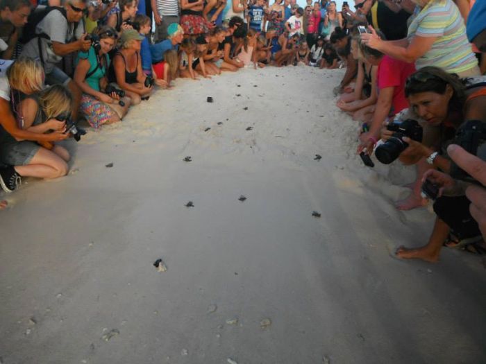 loggerhead sea turtle hatchlings guided to the sea