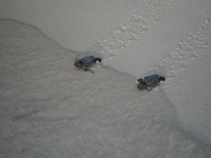 loggerhead sea turtle hatchlings guided to the sea