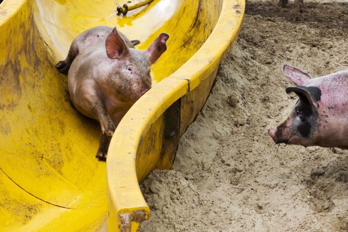 mud slide for pigs