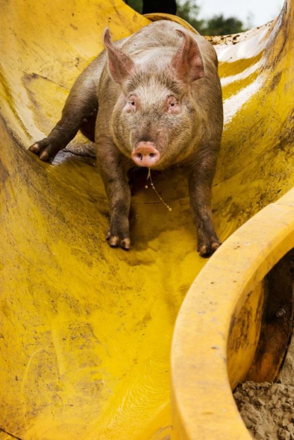 mud slide for pigs