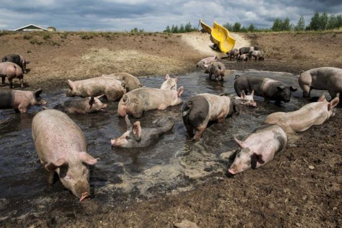 mud slide for pigs