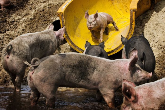 mud slide for pigs