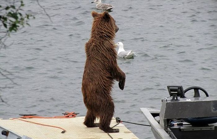 bear cub on a water scooter