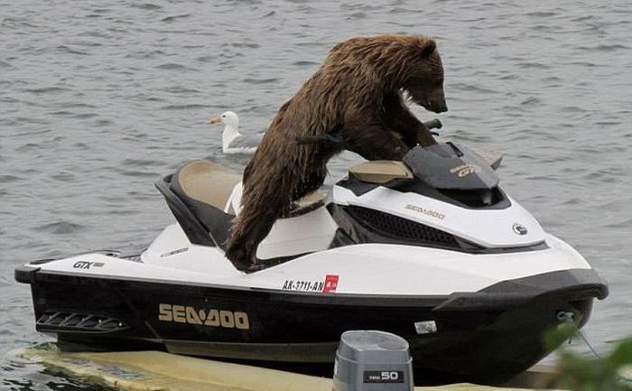 bear cub on a water scooter