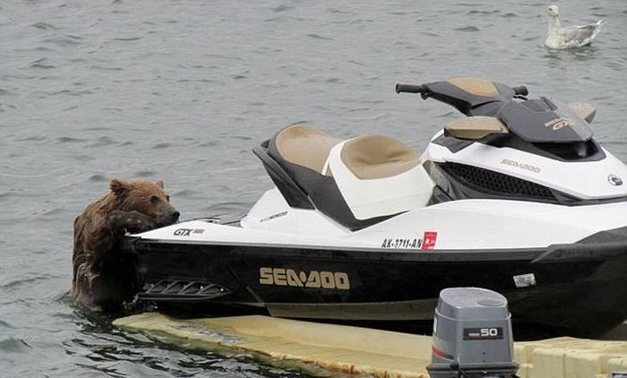 bear cub on a water scooter