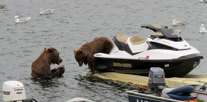 bear cub on a water scooter
