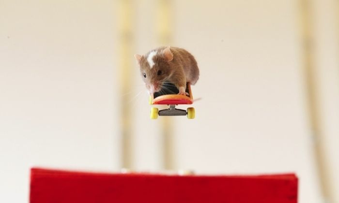 Skateboarding mice by Shane Willmott