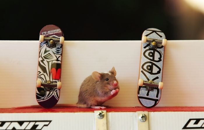 Skateboarding mice by Shane Willmott