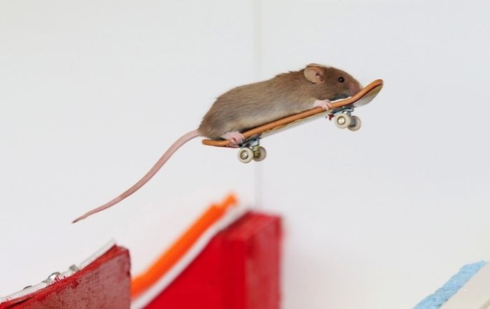 Skateboarding mice by Shane Willmott