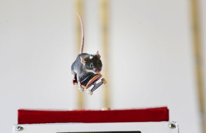 Skateboarding mice by Shane Willmott