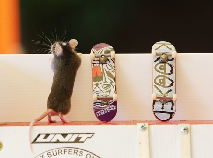 Skateboarding mice by Shane Willmott