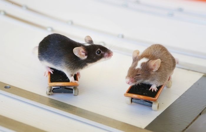 Skateboarding mice by Shane Willmott