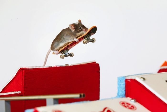 Skateboarding mice by Shane Willmott