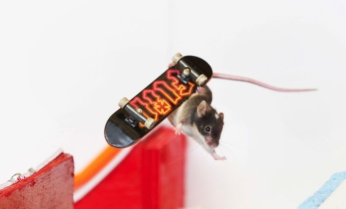 Skateboarding mice by Shane Willmott