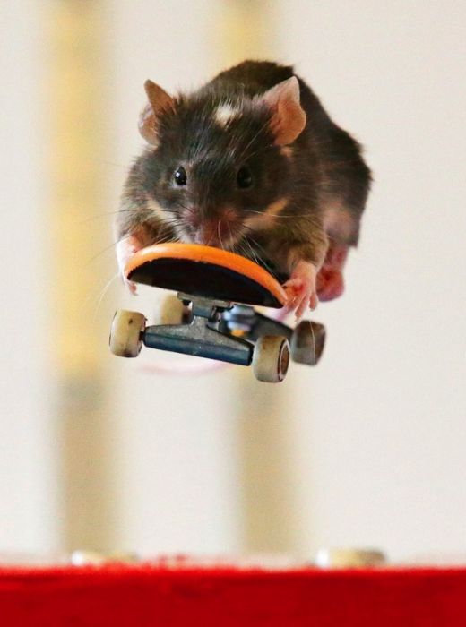 Skateboarding mice by Shane Willmott