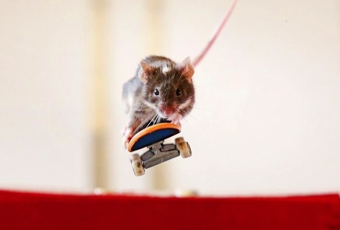 Skateboarding mice by Shane Willmott