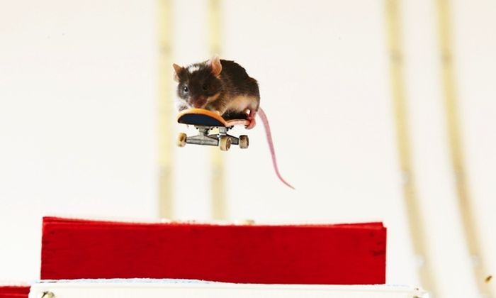 Skateboarding mice by Shane Willmott