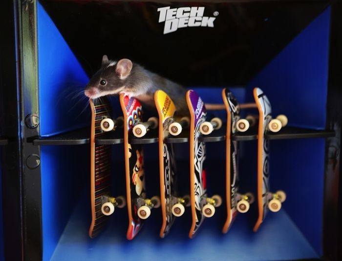 Skateboarding mice by Shane Willmott