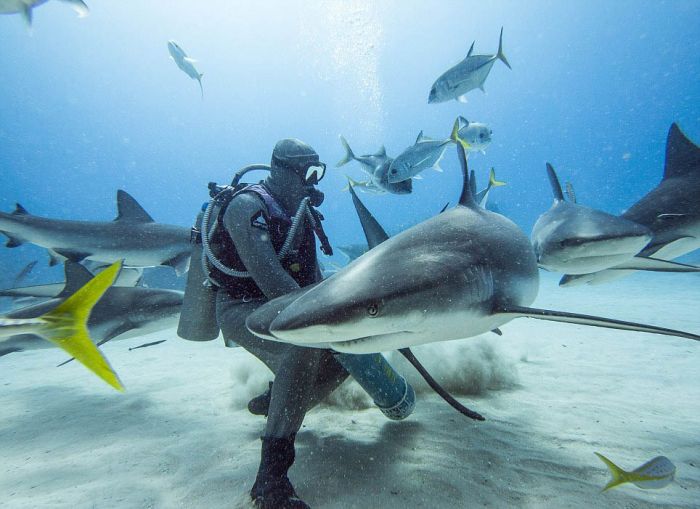 hypnotised shark