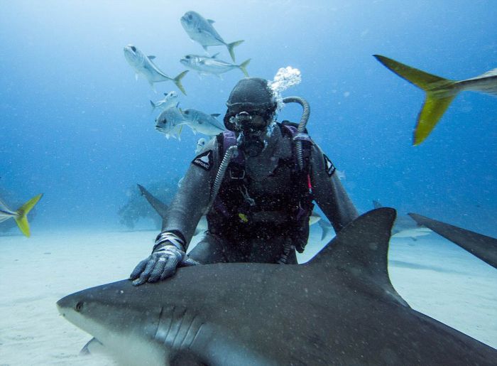 hypnotised shark