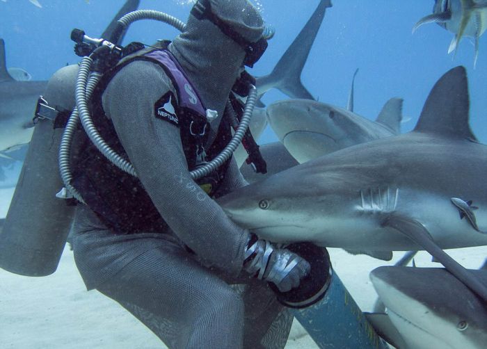 hypnotised shark