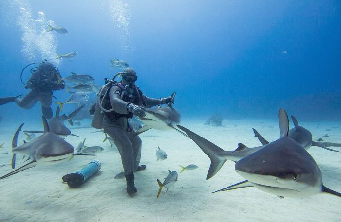 hypnotised shark