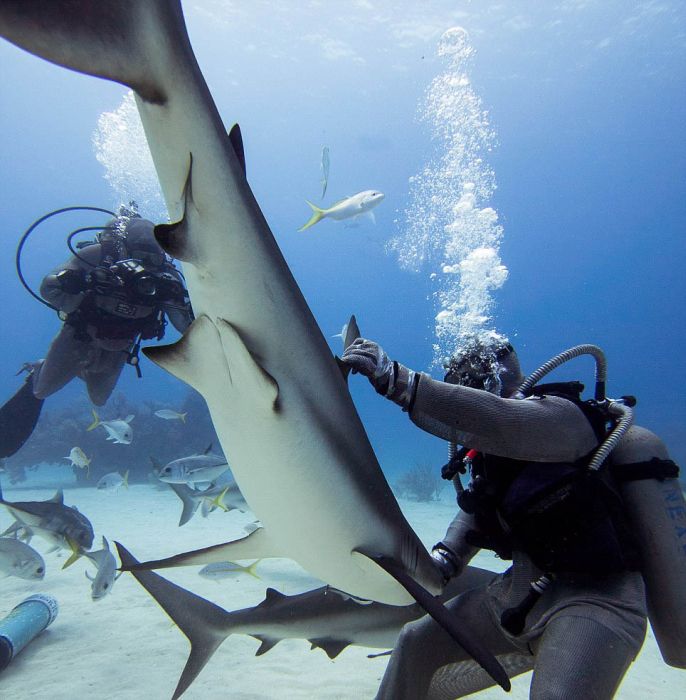 hypnotised shark